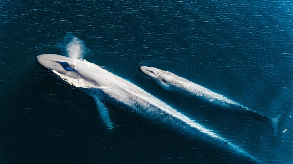 Una ballena azul y su cría en el mar de Cortés, en el golfo de la Baja California. Foto: Cortesía de la editorial Crítica