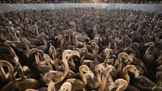 0b8c9f6c6ed596e2ad74c0eef657aa74528899e9