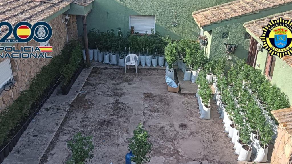 La plantación de marihuana de Rojales, en una imagen