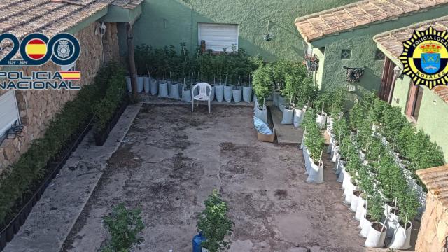 La plantación de marihuana de Rojales, en una imagen