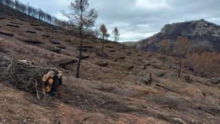 La Generalitat destina más de 7,7 millones a la restauración de zonas quemadas por los grandes incendios de 2022