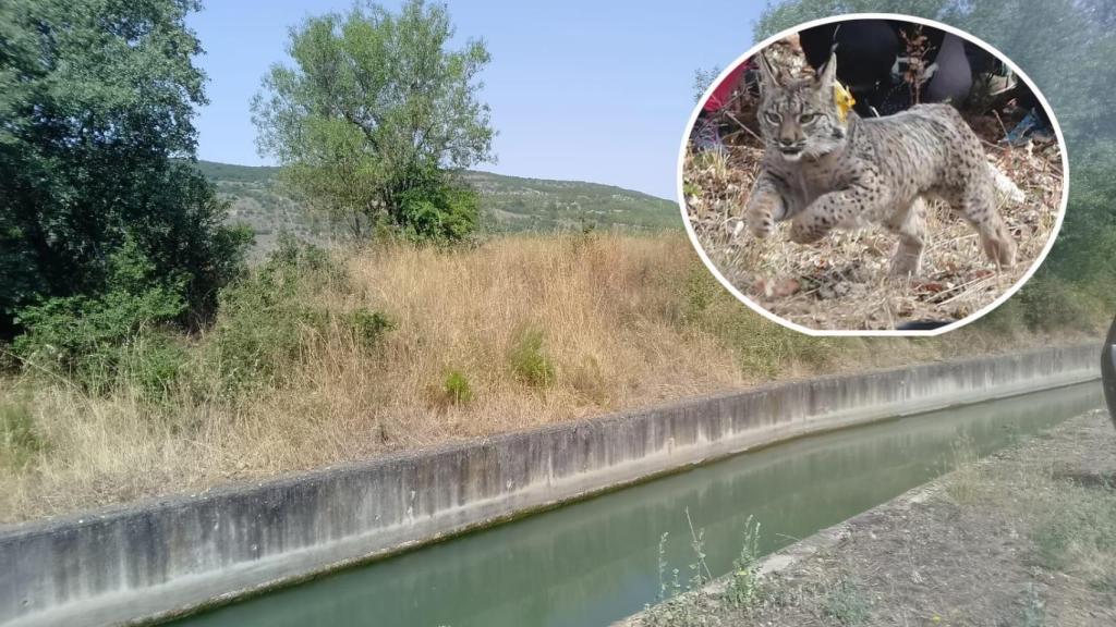 Montaje con el lugar donde el lince ha caído en el canal