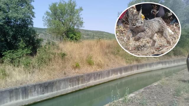 Montaje con el lugar donde el lince ha caído en el canal