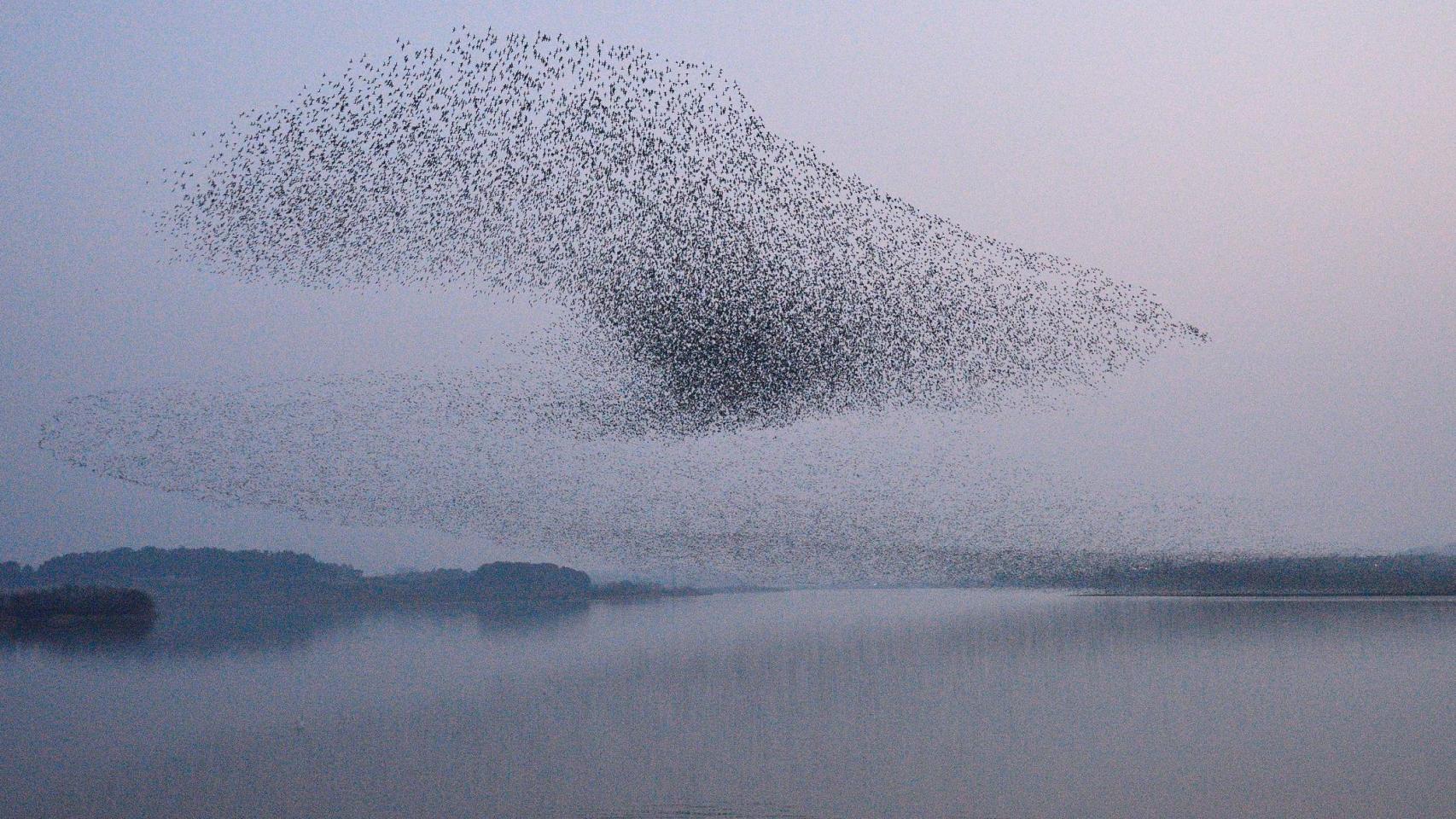 Una bandada de aves volando en formación.
