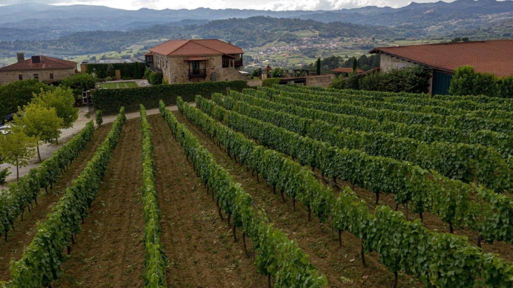 Uno de los viñedos de Casal de Armán