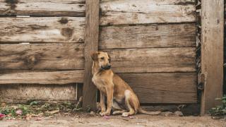 Un perro abandonado por la calle.