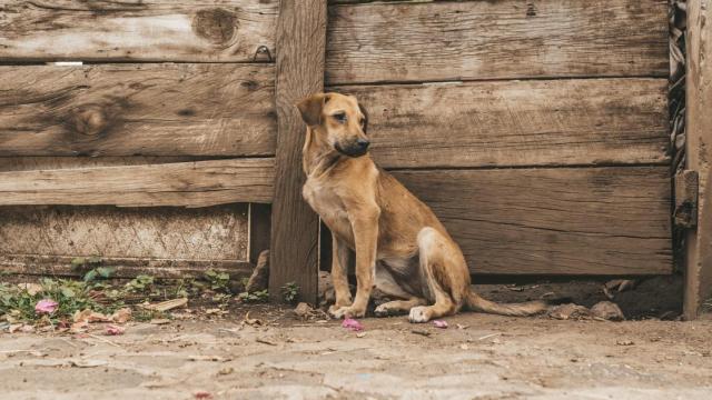 Un perro abandonado por la calle.