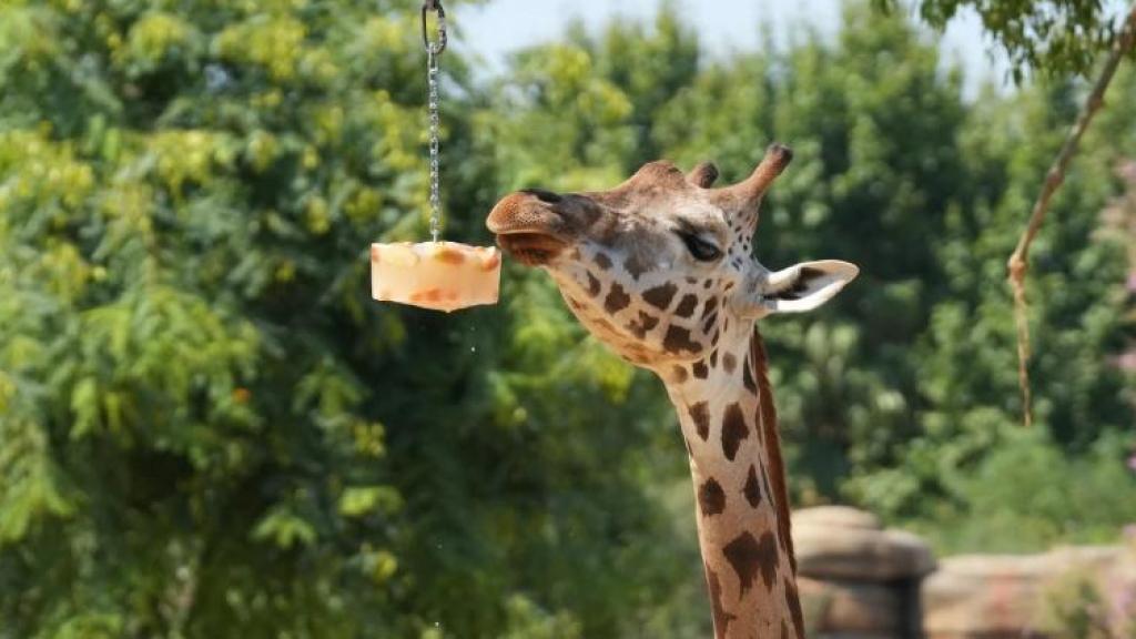 Una jirafa es alimentada con fruta congelada en el zoo de Barcelona.