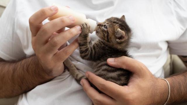 Un veterinario alimentando a un gatito bebé.