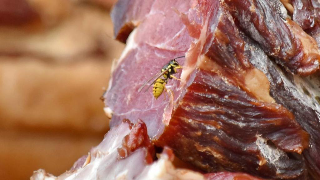 Avispas en la comida (Bicanski/Pixnio)