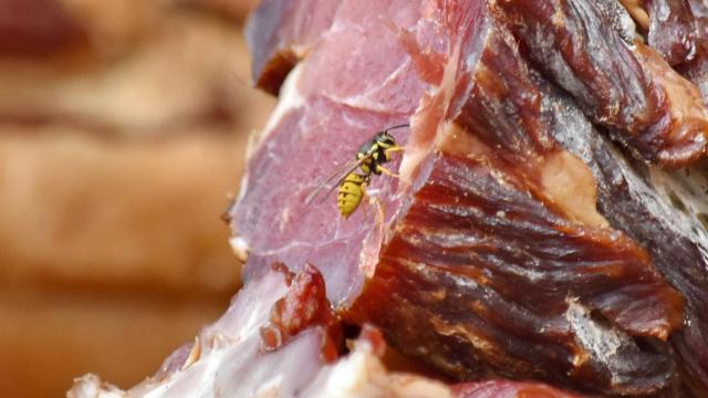 Avispas en la comida (Bicanski/Pixnio)