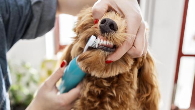 Una veterinaria limpia los dientes a un perro.
