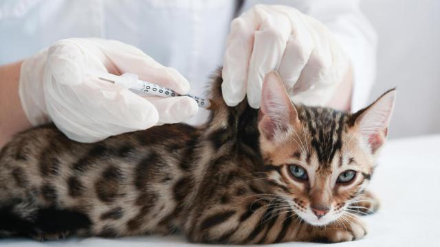 Una veterinaria vacuna un gato tigrado.