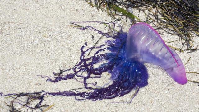 Cantabria y Asturias han confirmado la presencia de este tipo de medusa en sus playas.