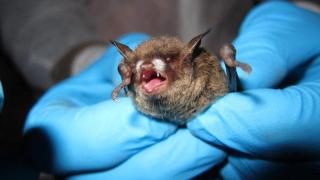 De los murciélagos a los perros, la rabia vuelve a España: En cuanto aparecen los síntomas casi siempre es mortal