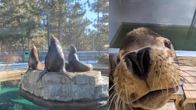 Nick, el lobo marino.