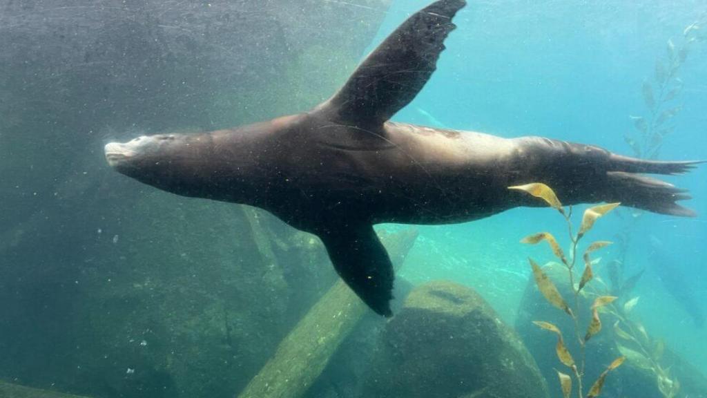 Nick nadando bajo el agua.