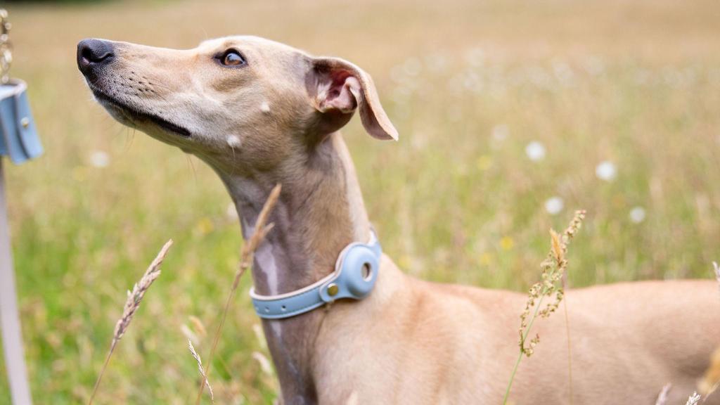 Un perro con un collar de Nina Woof, la marca de moda de lujo para mascotas.