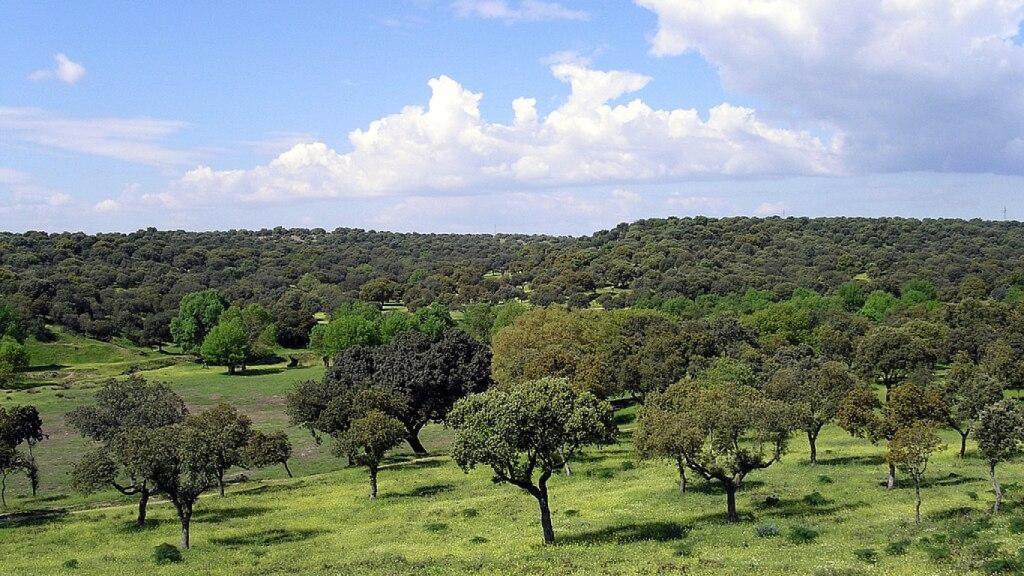 Encinar de Soto de Viñuelas.