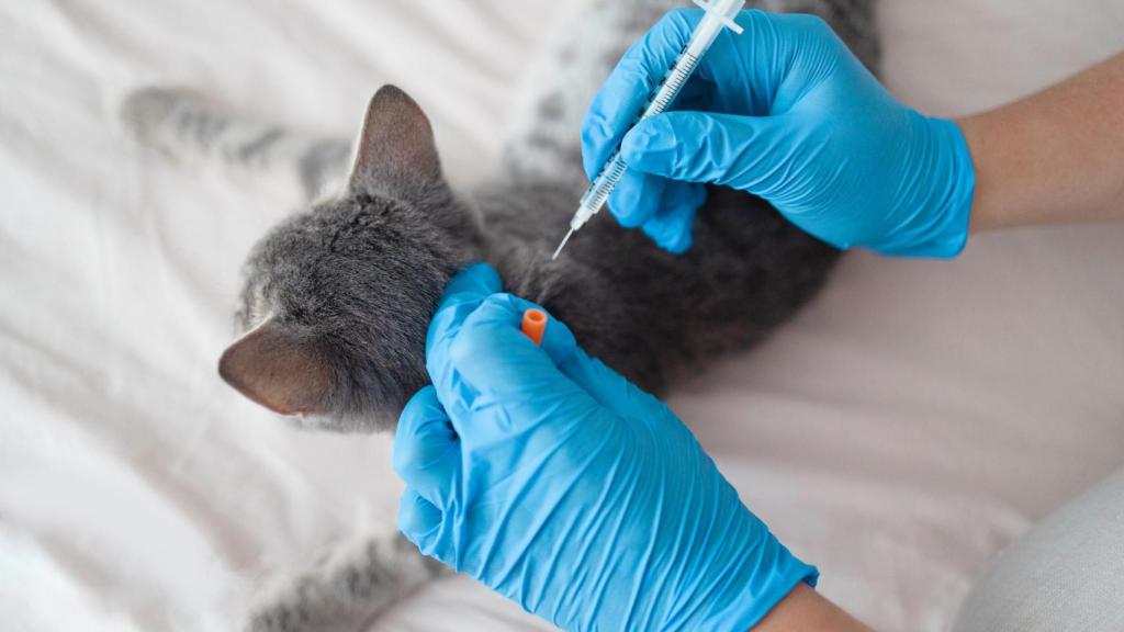 Una veterinaria vacunando a un gato.