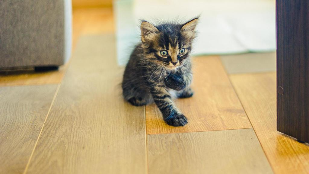 Un gato pequeño explorando una habitación.