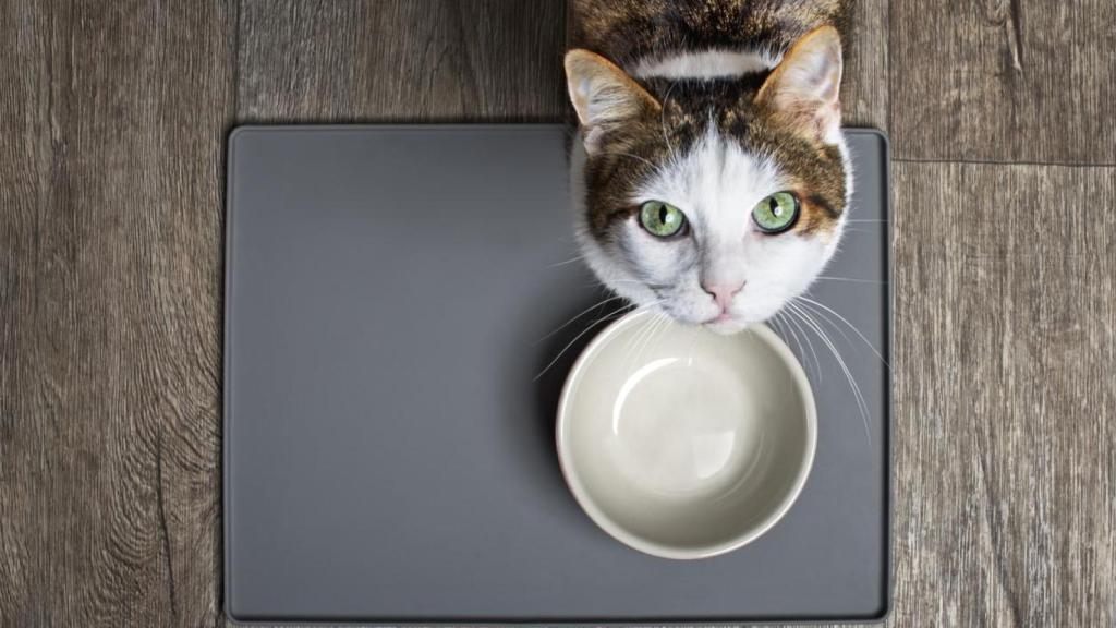 Un gato con su plato de comida vacío, mirando hacia arriba.