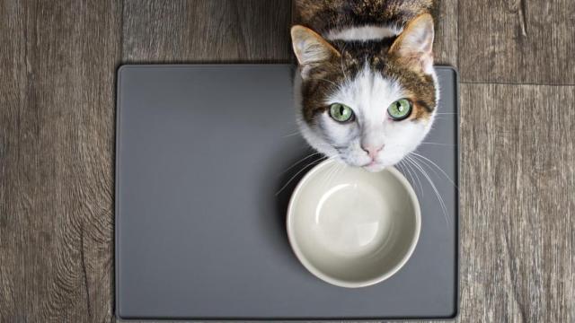 Un gato con su plato de comida vacío, mirando hacia arriba.