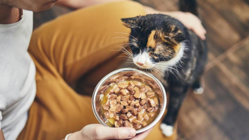 Un gato con un plato de comida húmeda delante.