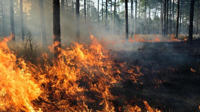 Un bosque durante un incendio forestal.
