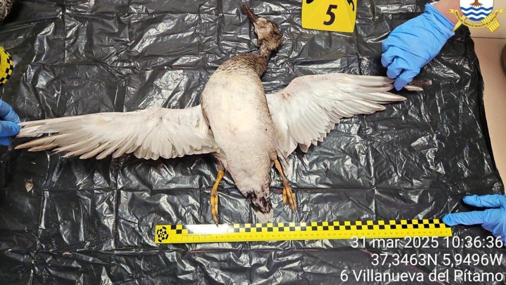 Uno de los ejemplares incautados durante la operación