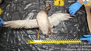 Uno de los ejemplares incautados durante la operación