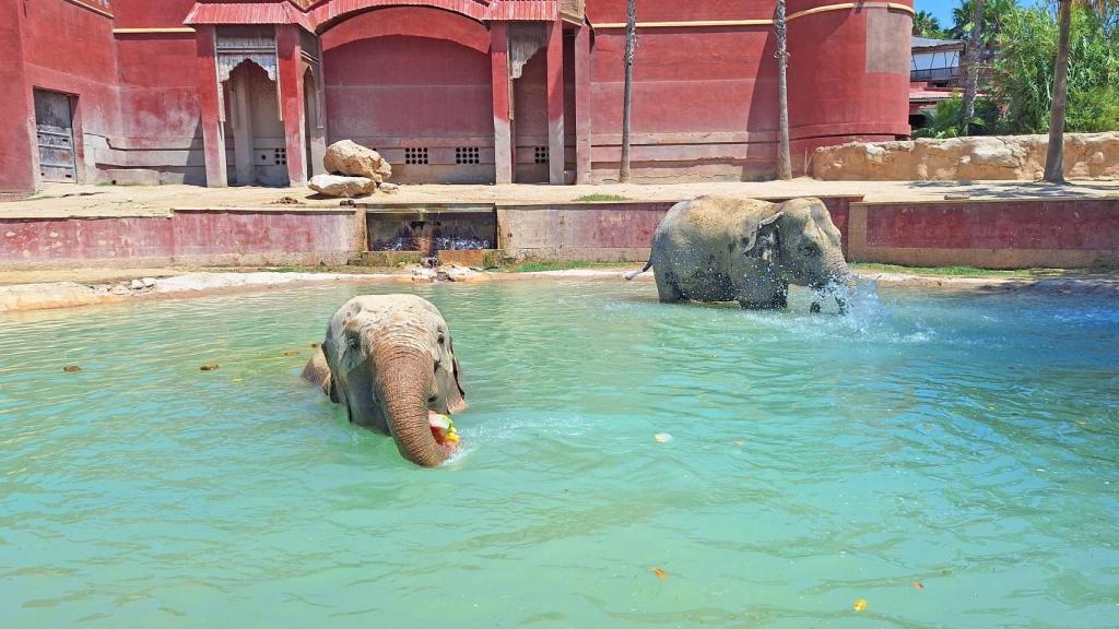Los elefantes del parque disfrutan de sus piezas heladas con verduras.