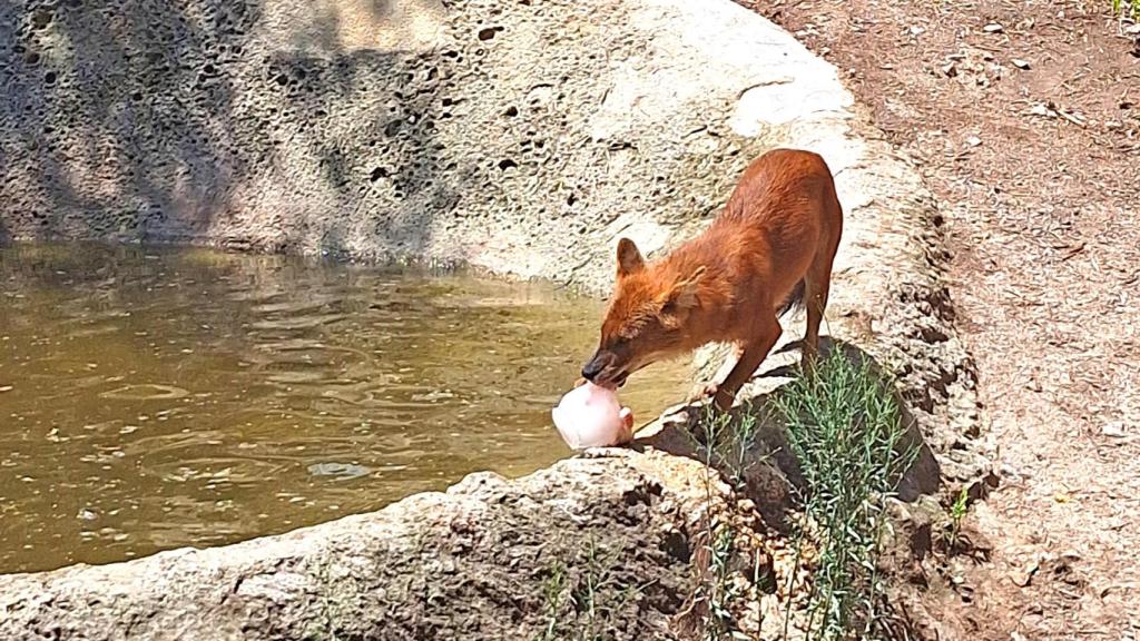 Los carnívoros se alimentan de helados de carne, que fomentan su instinto de 'caza' para llegar hasta la carne.