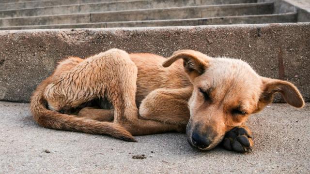 Un perro desnutrido en la calle.
