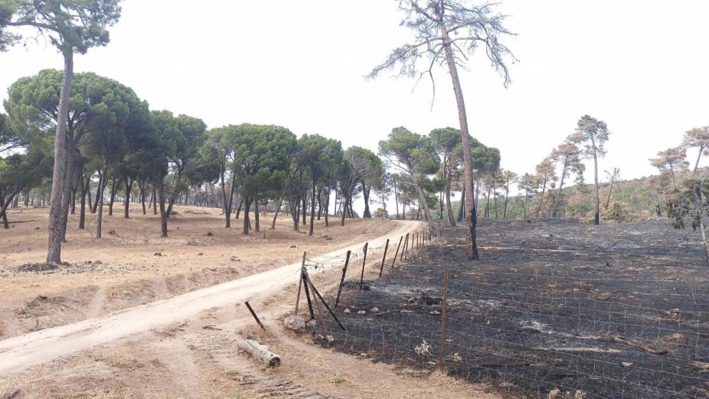 Los efectos de un incendio en una zona donde se permite el pastoreo extensivo, a la izquierda, y una zona restringida al ganado, a la derecha.