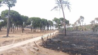 Los efectos de un incendio en una zona donde se permite el pastoreo extensivo, a la izquierda, y una zona restringida al ganado, a la derecha.