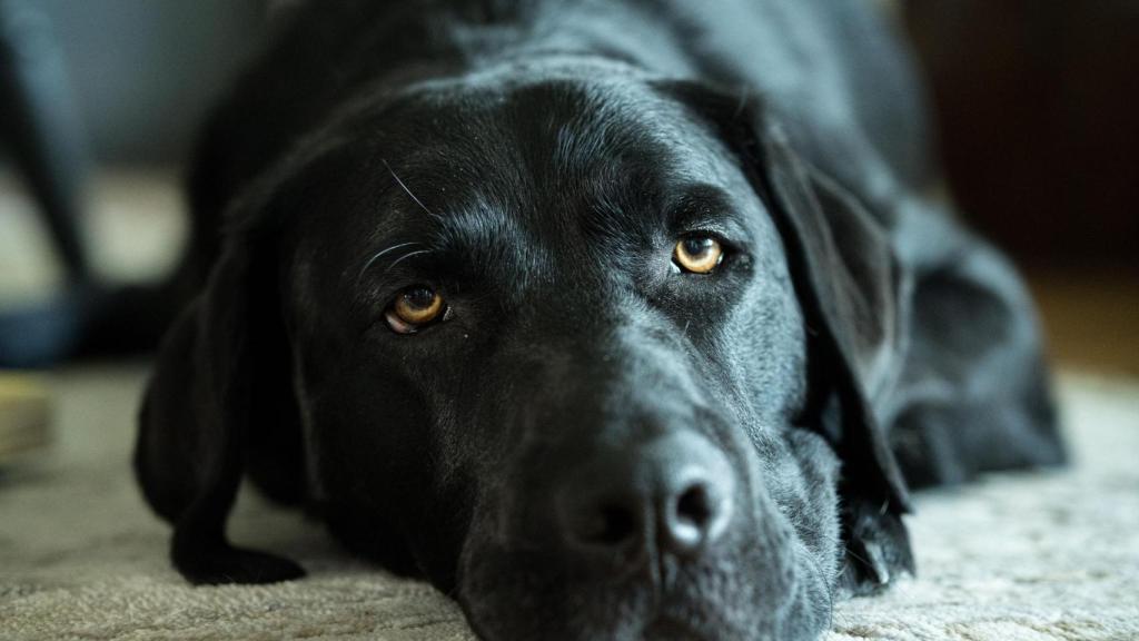 Un perro negro con ojos tristes.