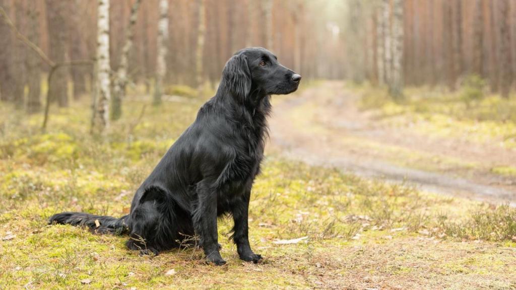 Un perro negro sentado en un bosque.