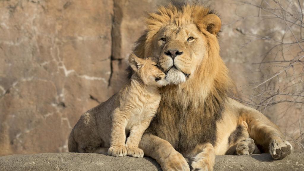Un león junto a su cachorro.