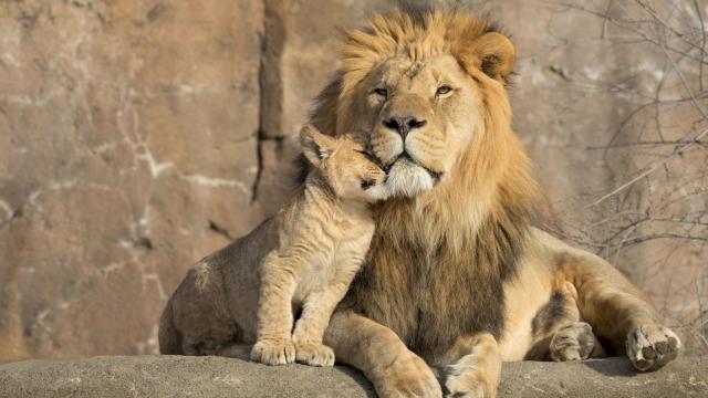 Un león junto a su cachorro.