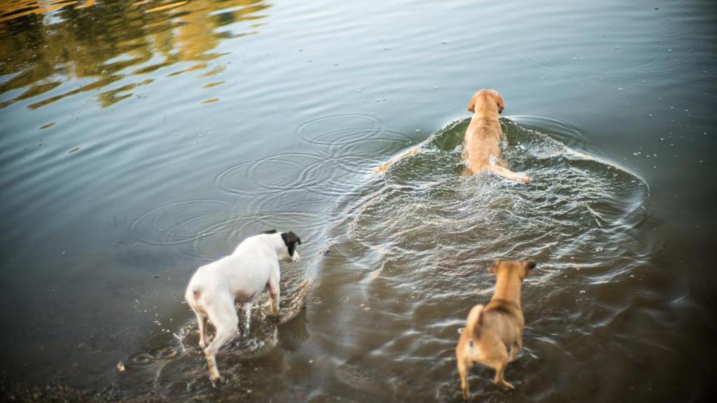 Tres perros bañándose en un embalse.
