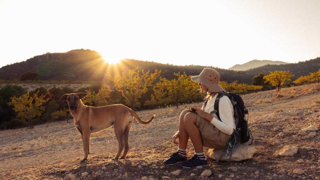 Una chica y un perro en un campo al atardecer.