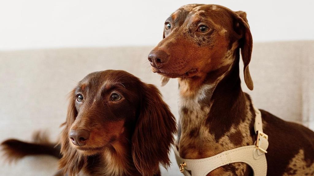 Dos perritos con los accesorios de Branni Pet.