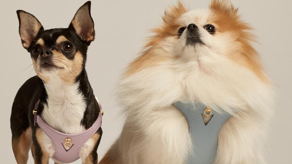 Dos perritos con los accesorios de Branni Pet.
