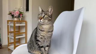 La gata de Vera Florin Christensen, psicóloga.