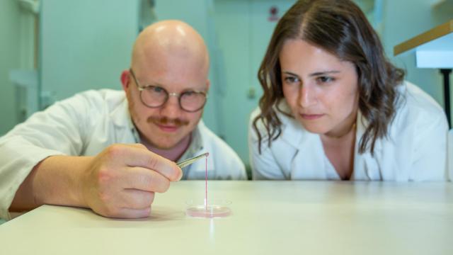 Un minitubo de hidrogel que puede dar lugar a vasos sanguíneos en pieles sintéticas.