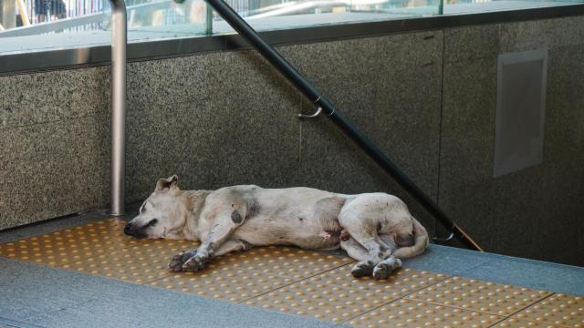 Un perro callejero durmiendo en la boca del metro.
