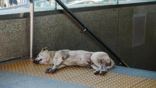 Un perros callejero durmiendo en la boca del metro.