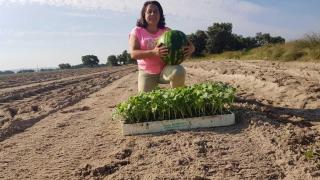 Conchi en una plantación de sandía en Velada (Toledo).
