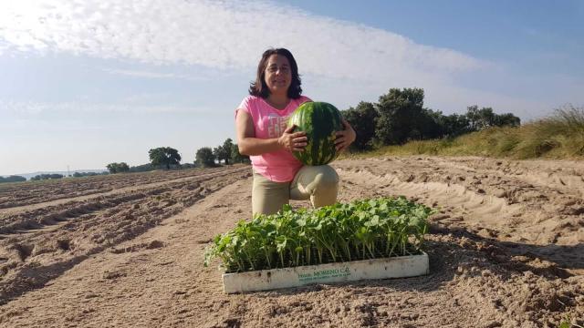 Conchi en una plantación de sandía en Velada (Toledo).